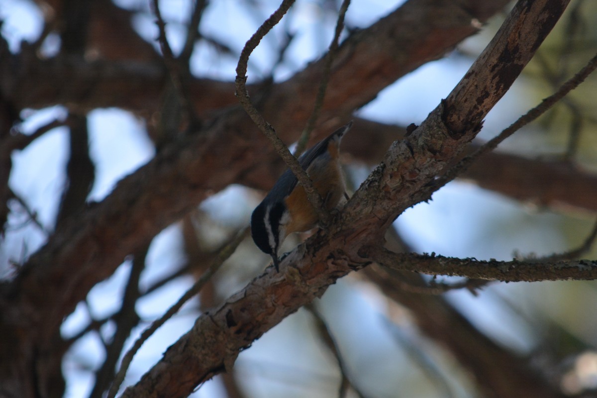 Red-breasted Nuthatch - ML82715061