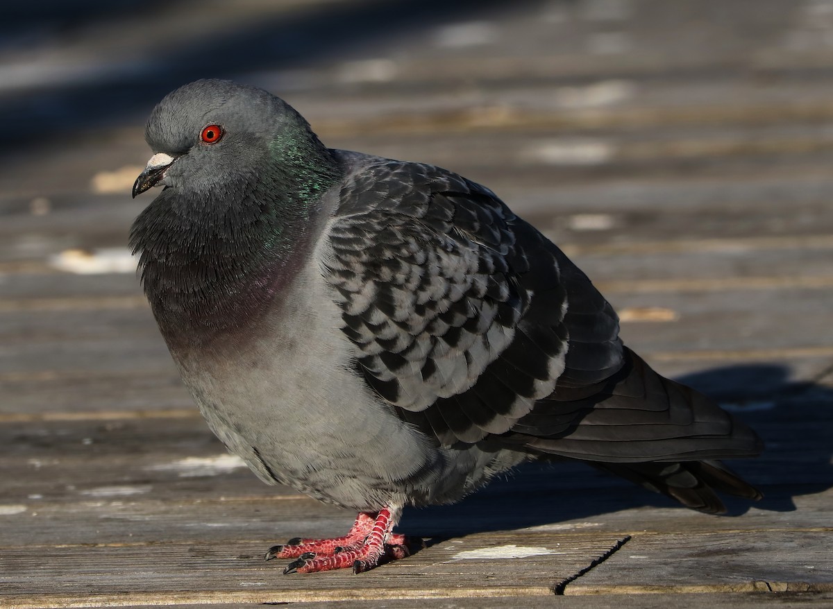 Rock Pigeon (Feral Pigeon) - Brenda Bull