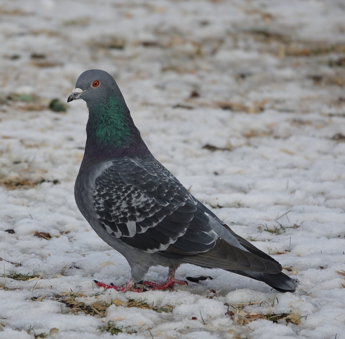 Rock Pigeon (Feral Pigeon) - ML82718621