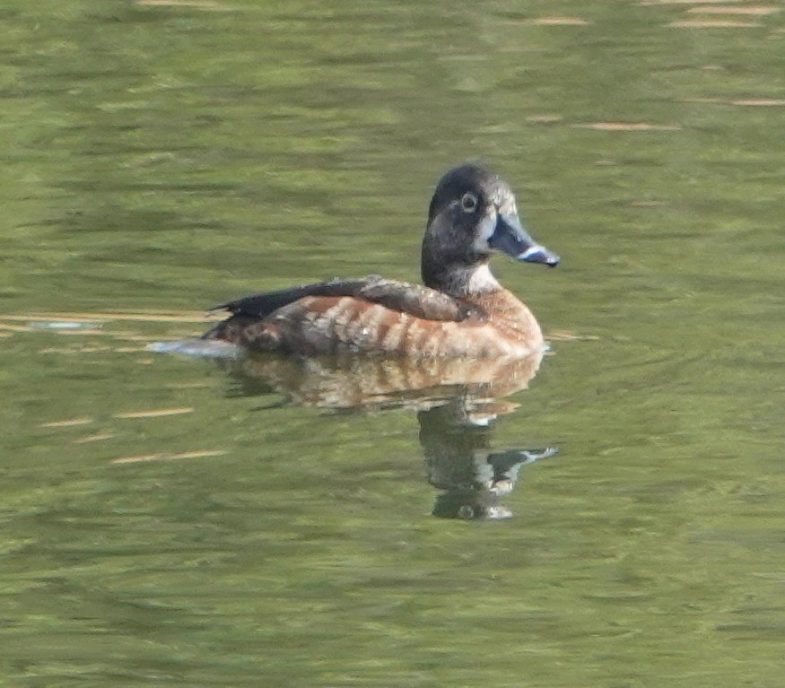 Ring-necked Duck - ML82718641