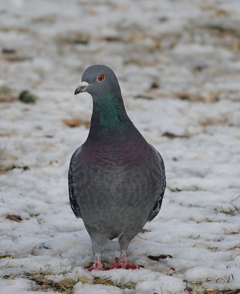 Rock Pigeon (Feral Pigeon) - ML82718701