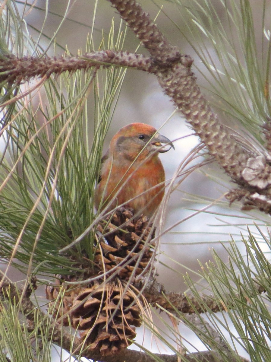 Red Crossbill - Chris Anderson