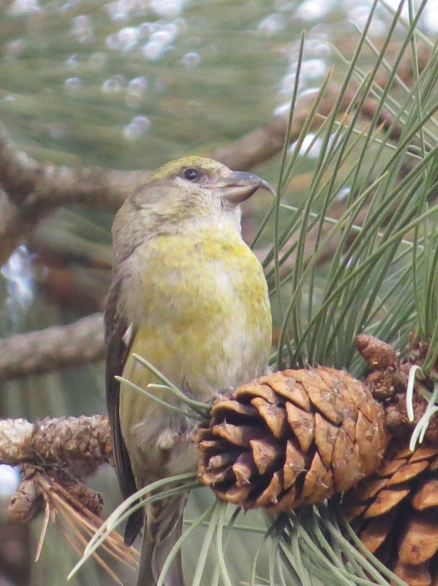 Red Crossbill - Chris Anderson
