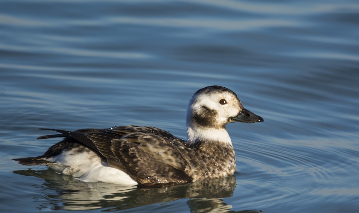 Long-tailed Duck - ML82722991