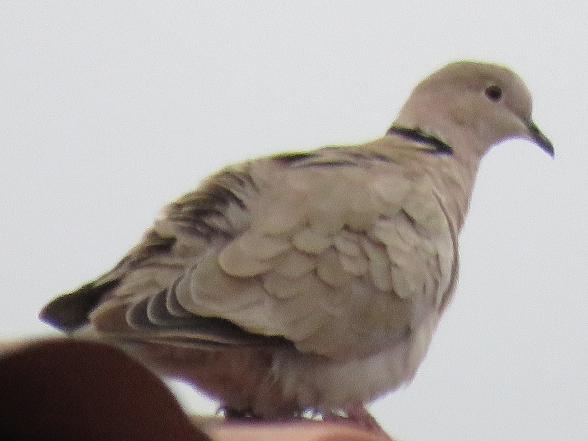 Eurasian Collared-Dove - Roger Medina