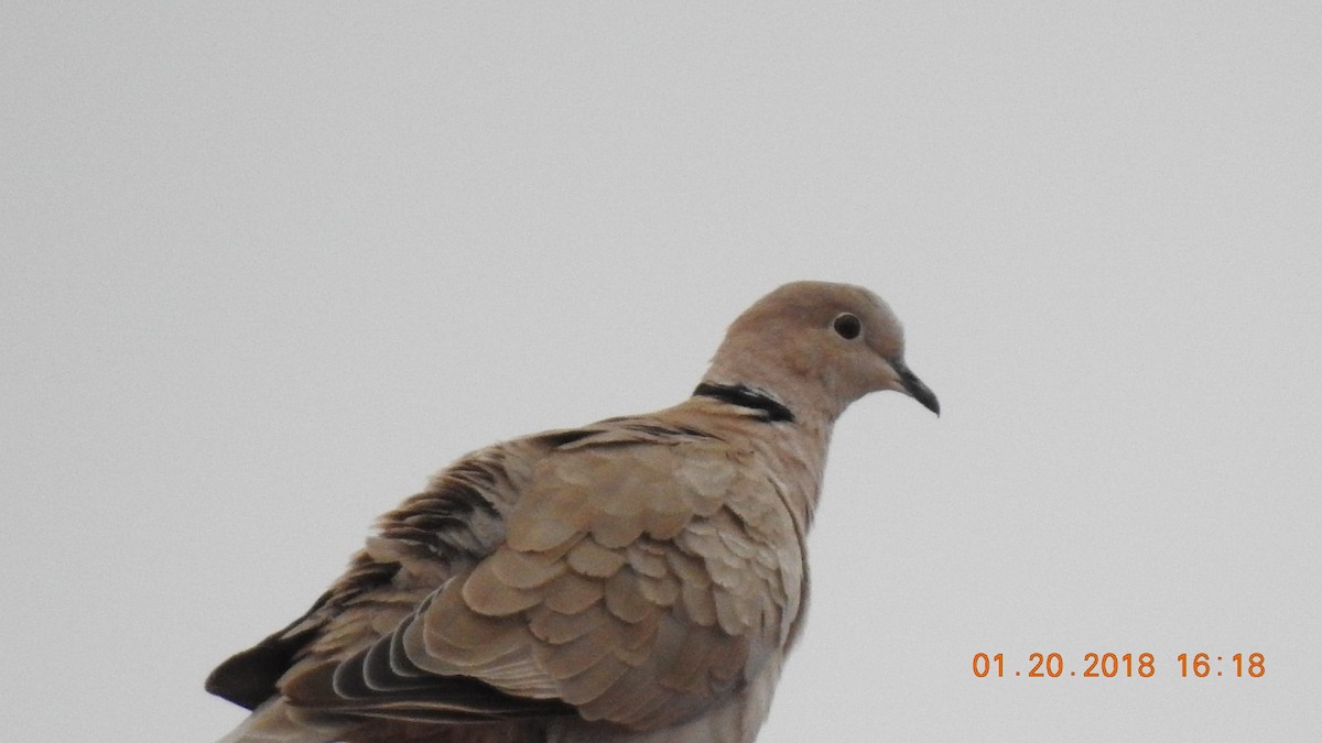 Eurasian Collared-Dove - Moises Castañeda