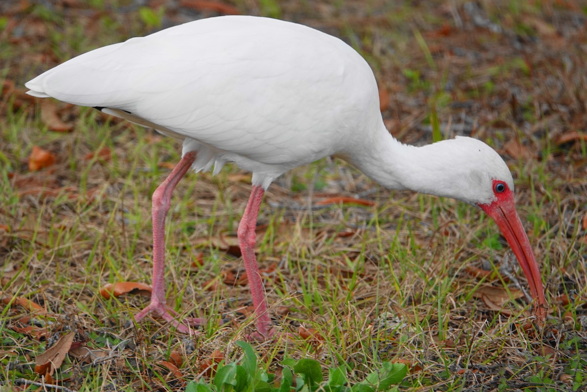 ibis bílý - ML82726511