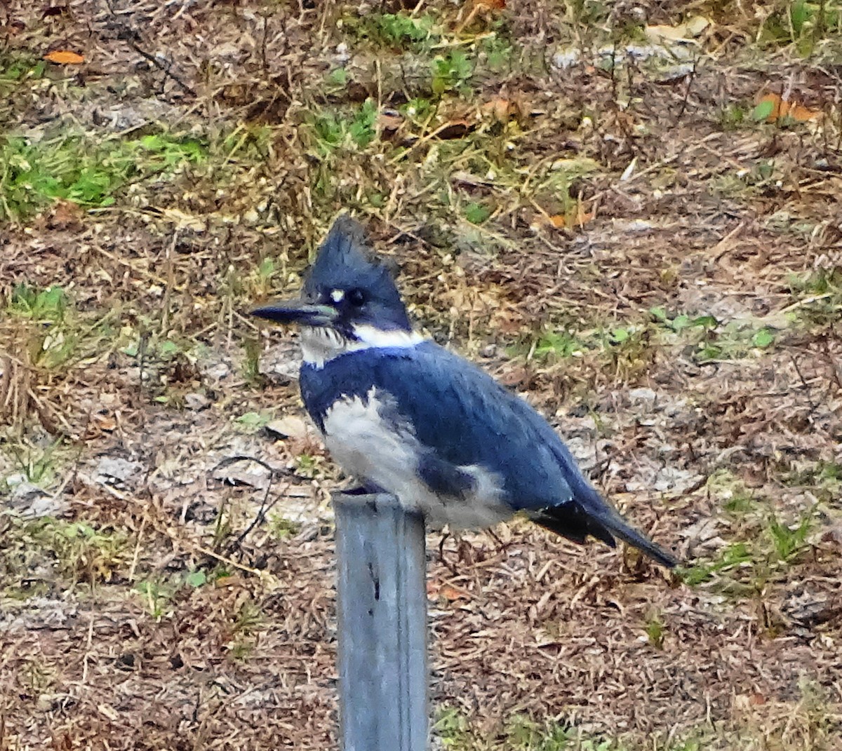 Belted Kingfisher - ML82726761