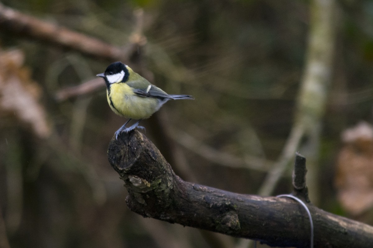 Great Tit - Toby Rowland