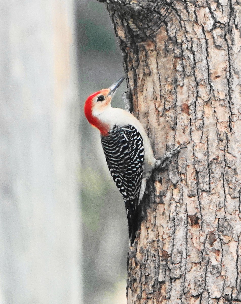 Red-bellied Woodpecker - ML82726951