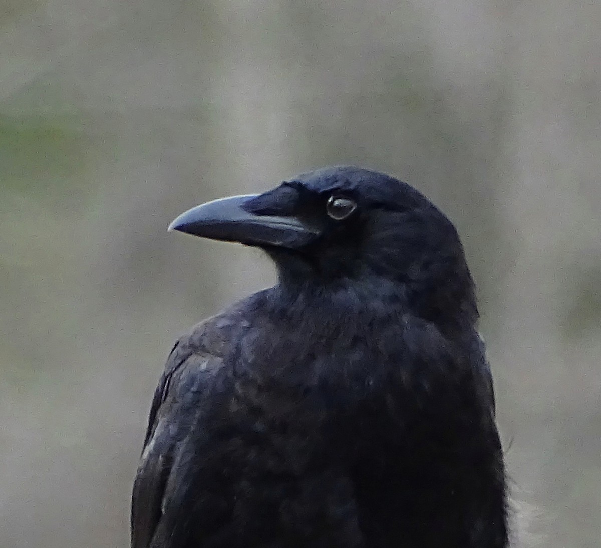 American Crow - ML82727031