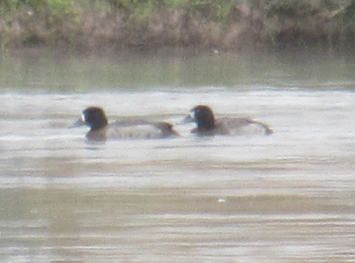 Greater Scaup - Chris Knight