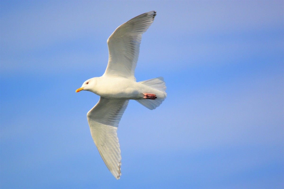 Iceland Gull (kumlieni) - Tristan  Uchida