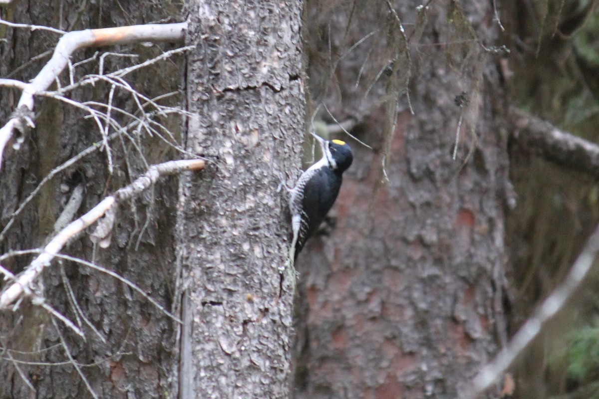 Black-backed Woodpecker - ML82727521
