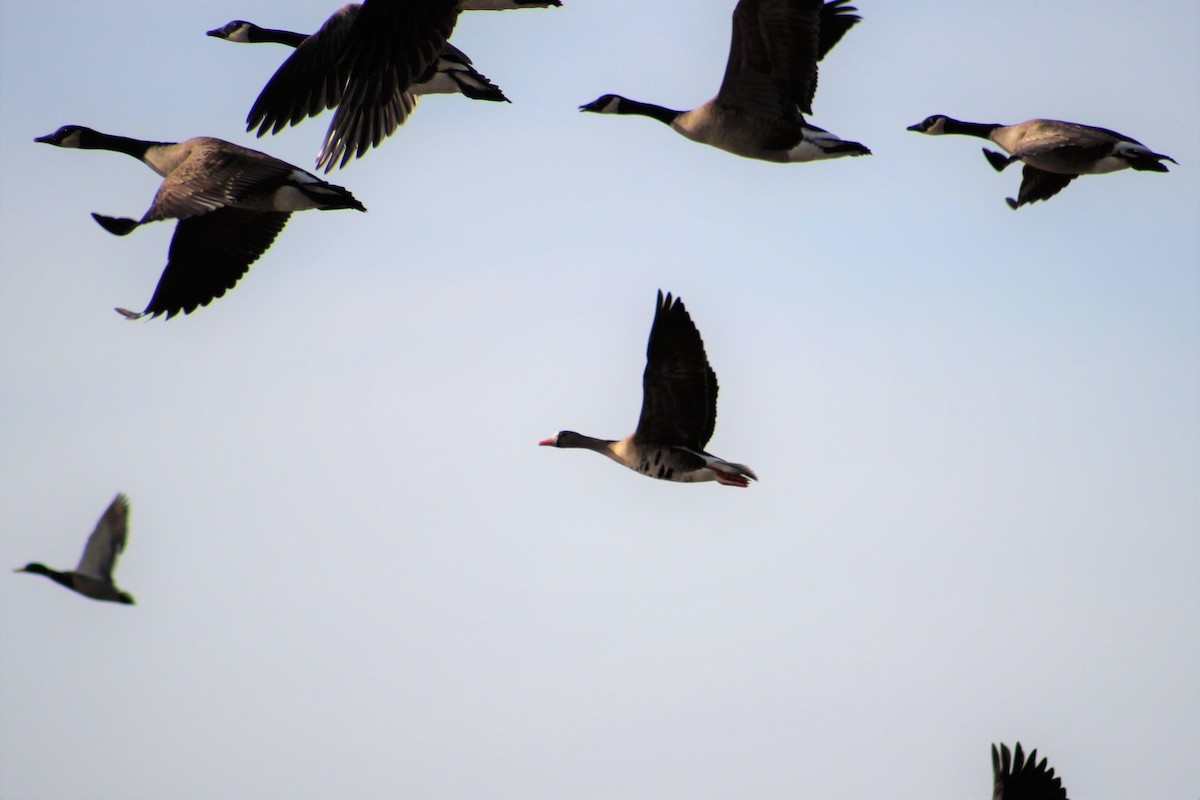 Greater White-fronted Goose - ML82727551