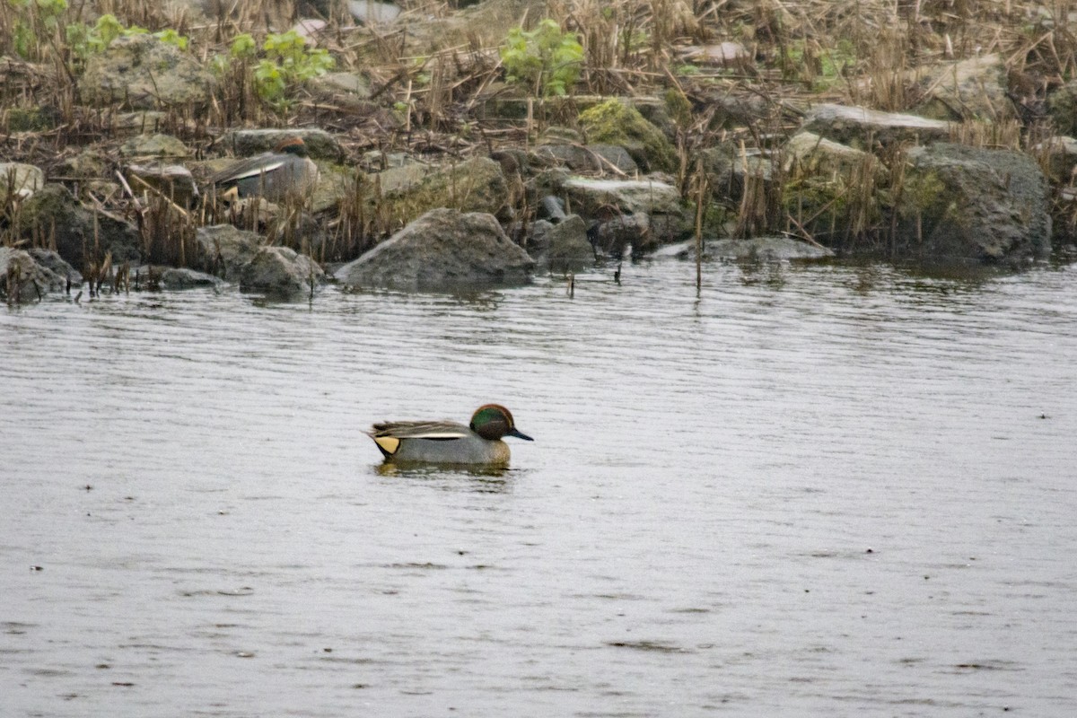 Green-winged Teal - Toby Rowland