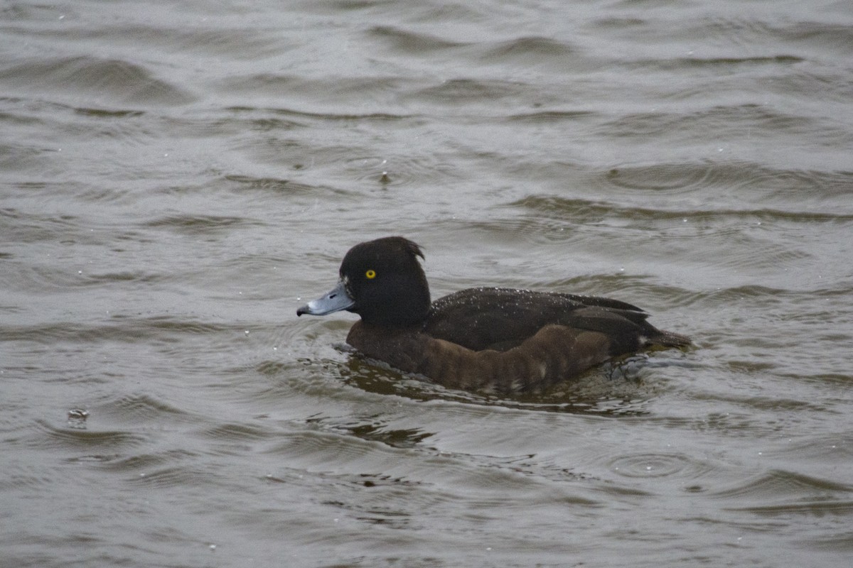Tufted Duck - Toby Rowland