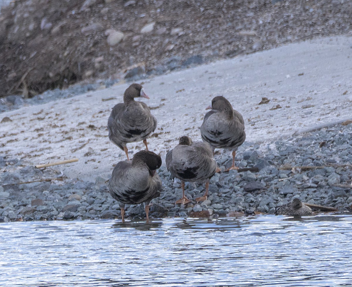Greater White-fronted Goose - Terry  Hurst