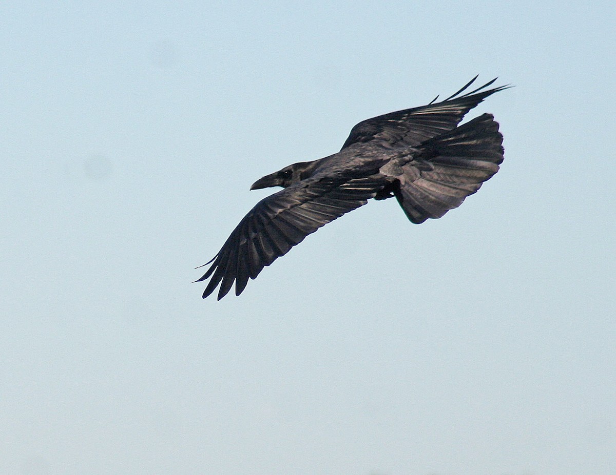 Common Raven - john fitch