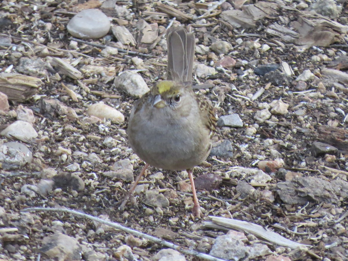 Golden-crowned Sparrow - Dustin Johnston