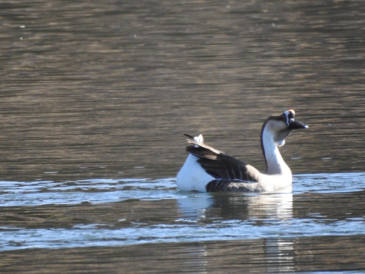 Swan Goose (Domestic type) - ML82734931