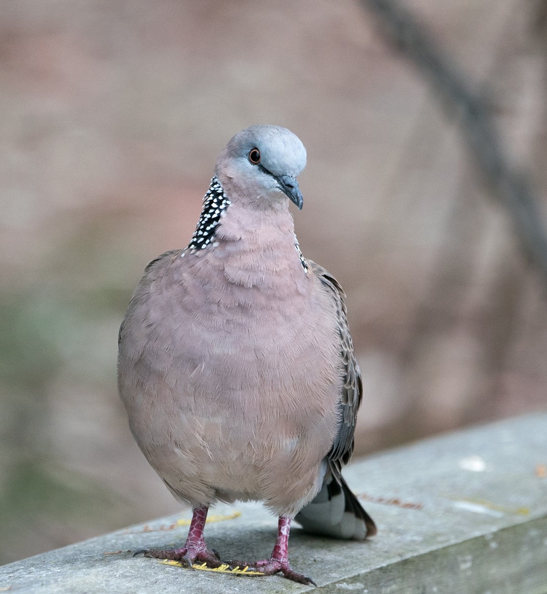 Spotted Dove - Sonja Ross