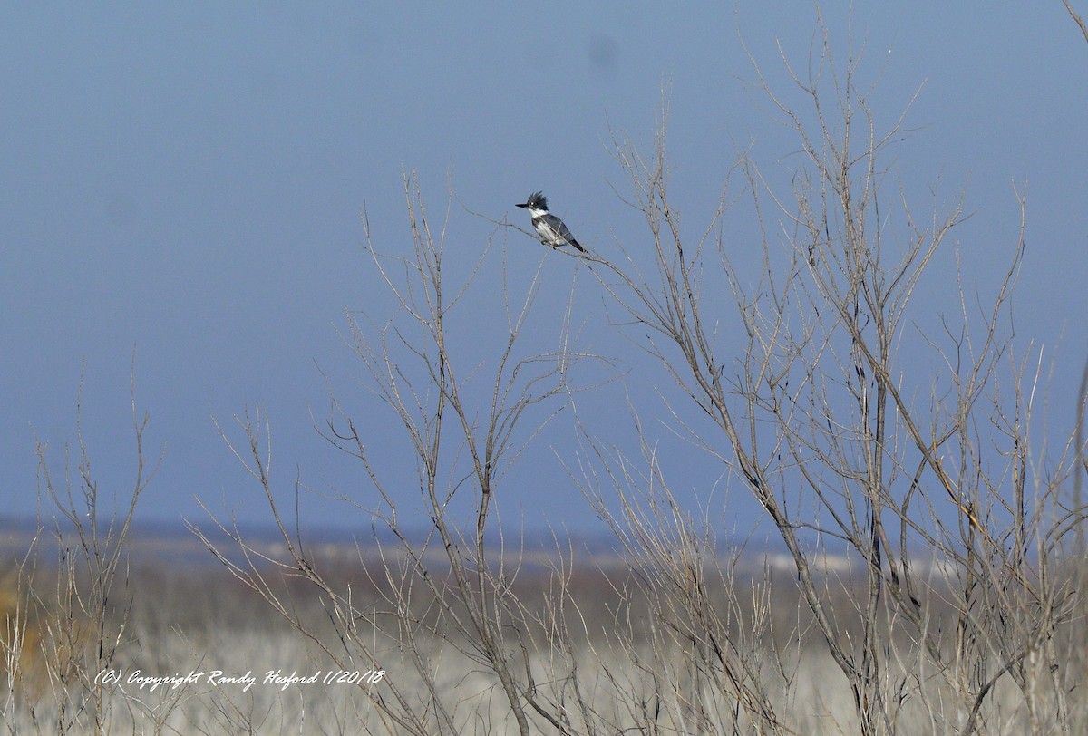 Belted Kingfisher - ML82742511