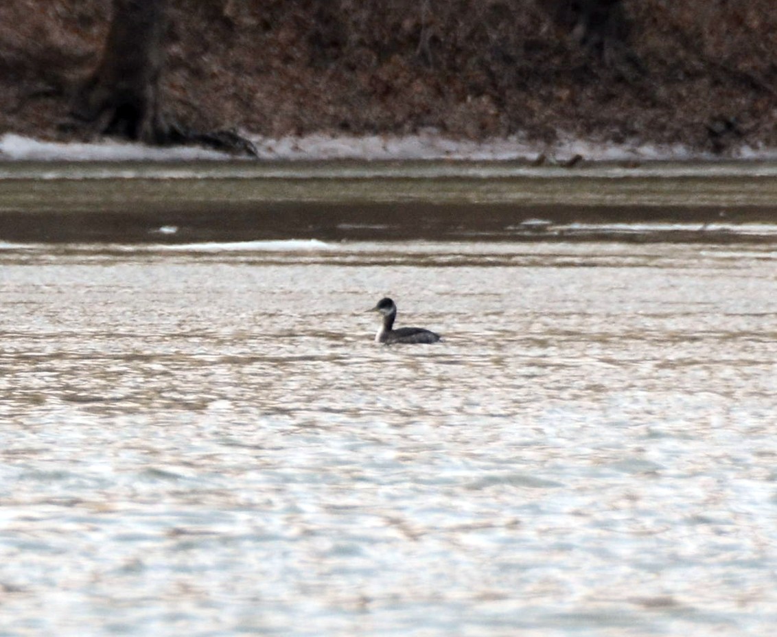 Red-necked Grebe - ML82746861