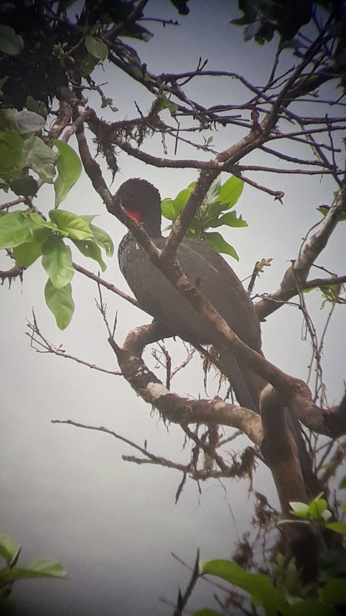 Crested Guan - George Clulow