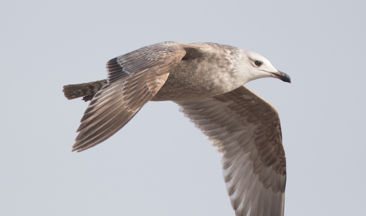 Herring Gull (American) - ML82749051