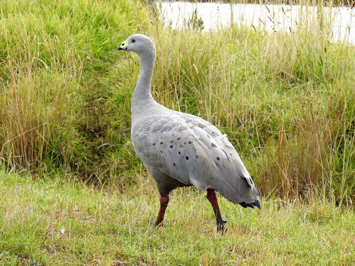Cape Barren Goose - Ken Crawley