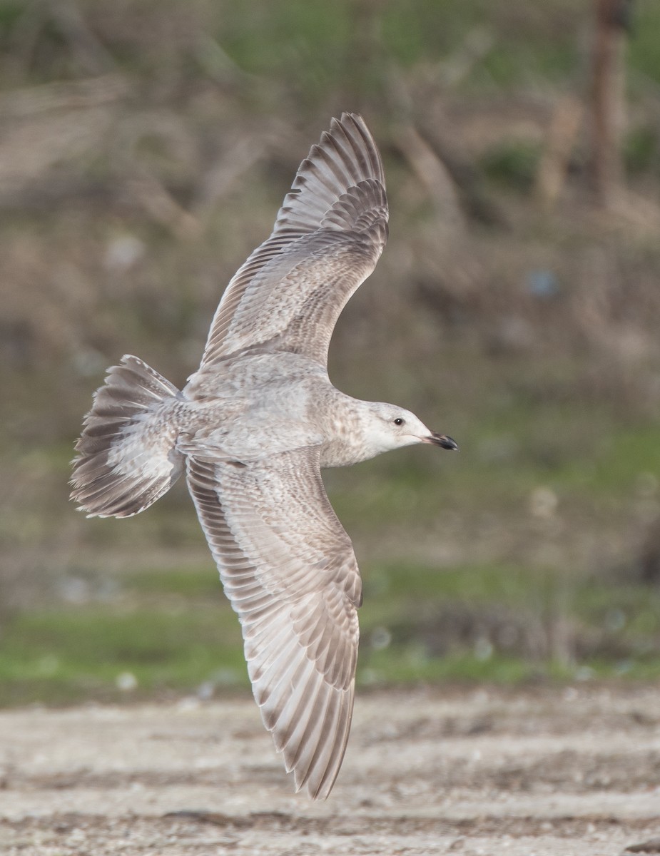 Herring x Glaucous-winged Gull (hybrid) - ML82753281