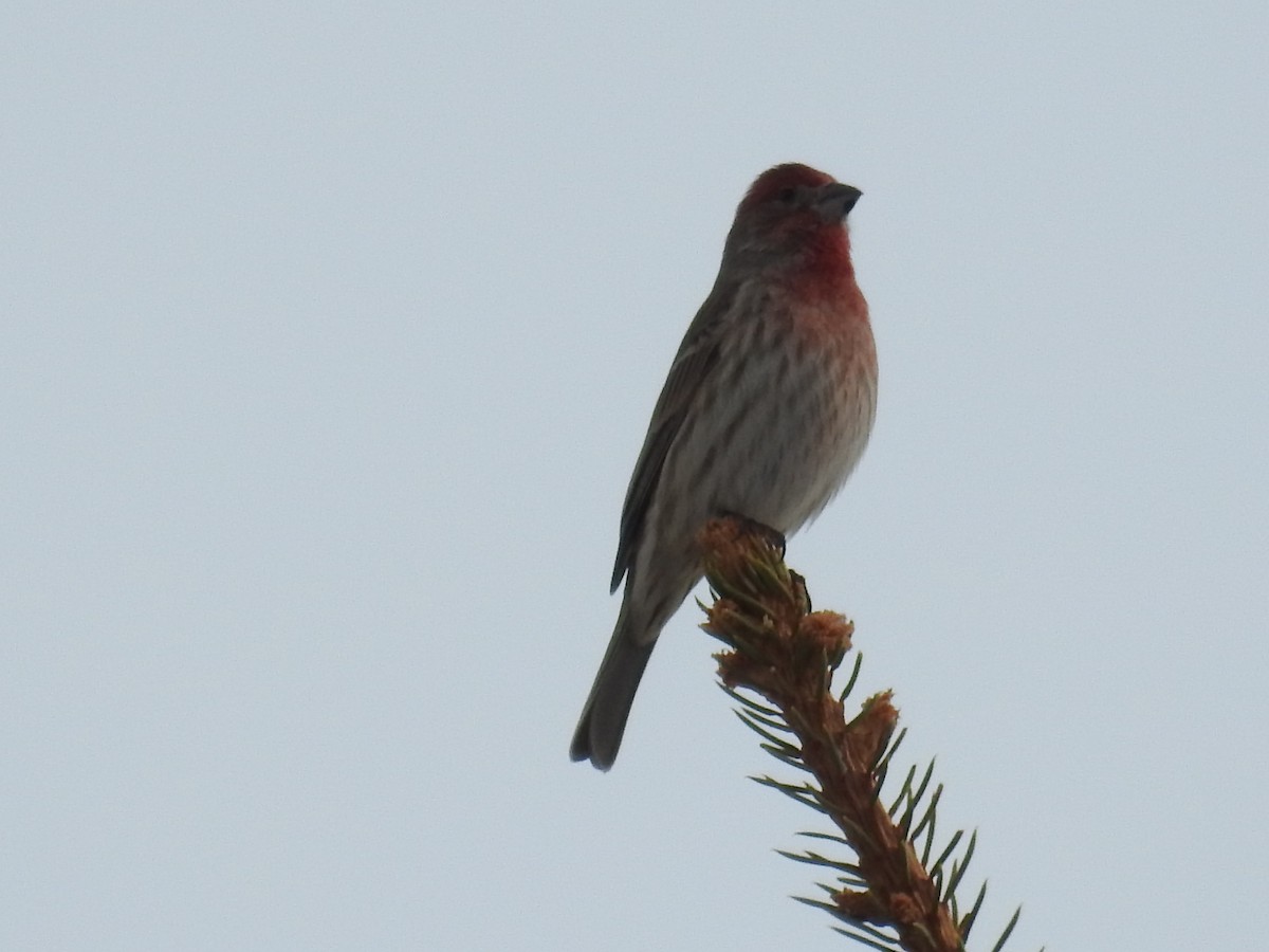 House Finch - Tina Toth
