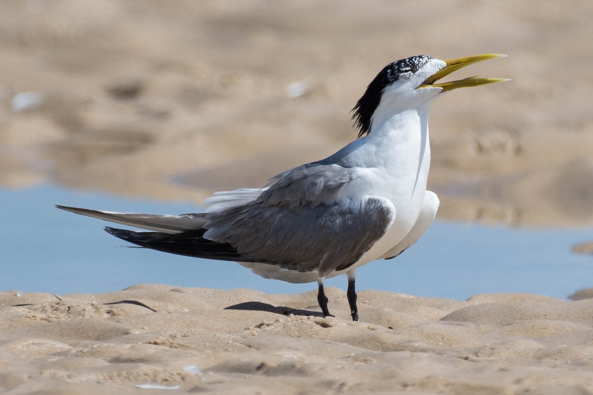 Great Crested Tern - ML82756271
