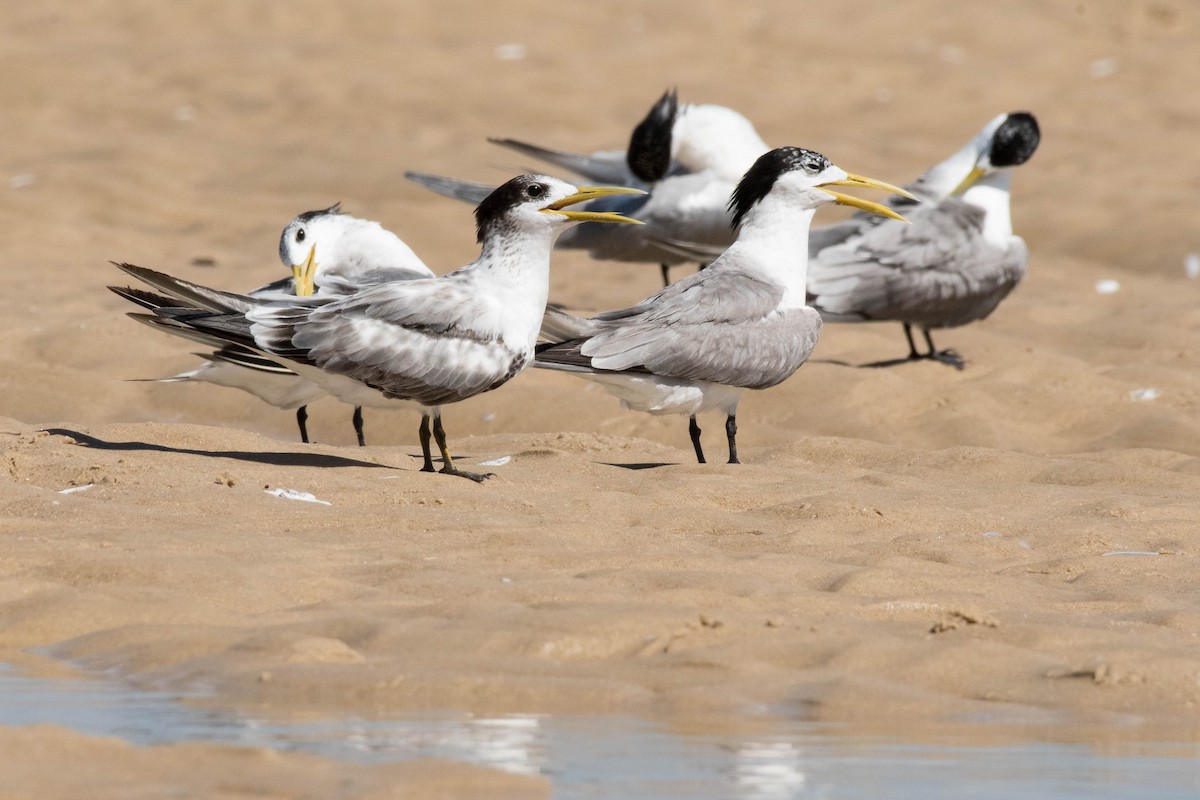 Great Crested Tern - ML82756301
