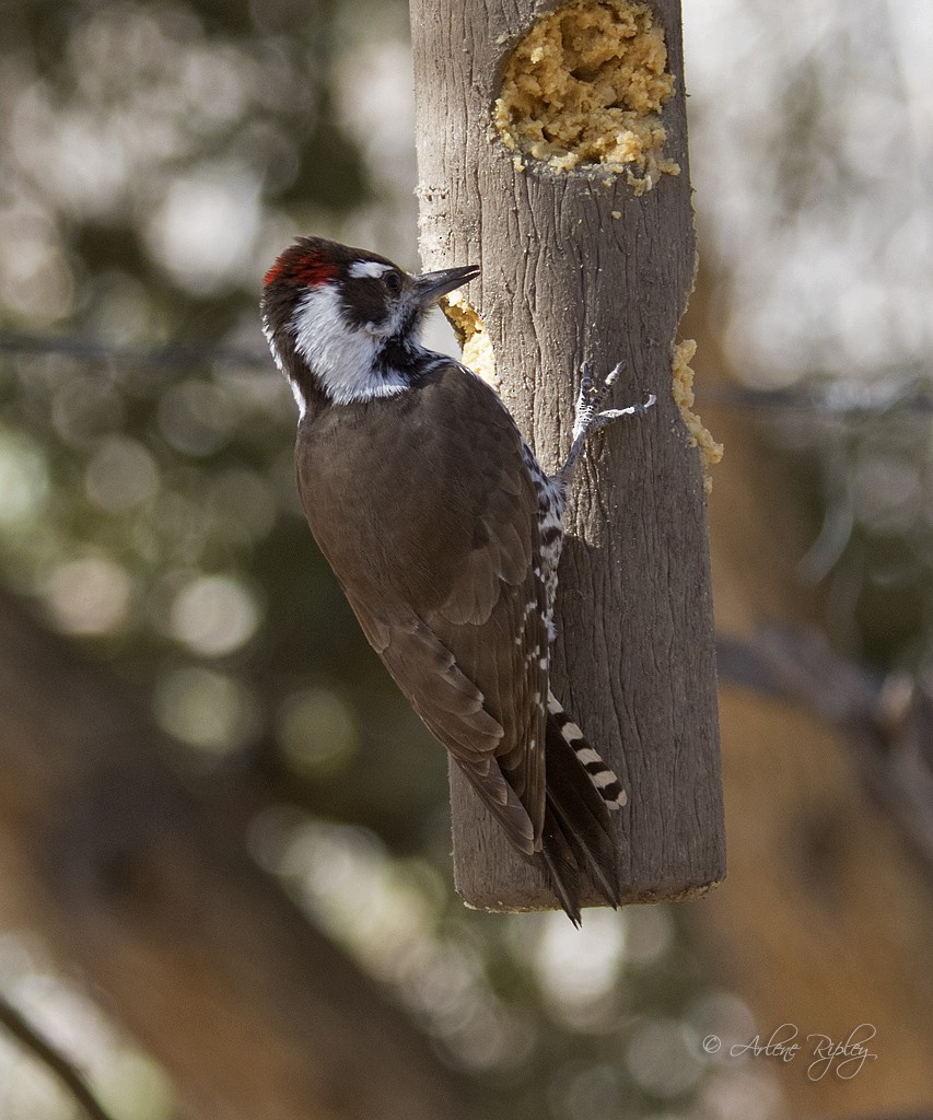 Arizona Woodpecker - Arlene Ripley