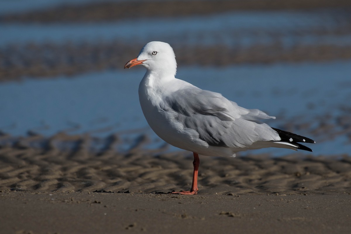 Silver Gull (Silver) - Terence Alexander