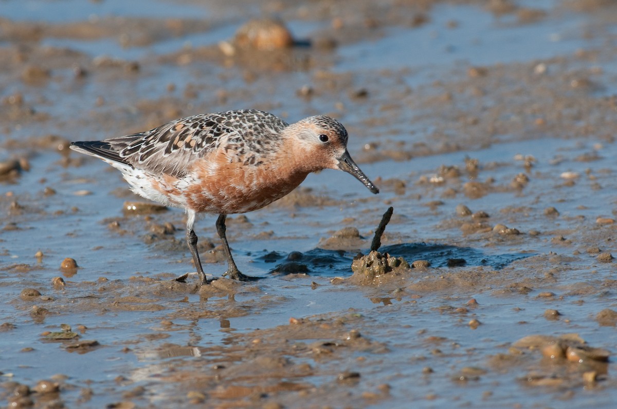 Red Knot - ML82759061