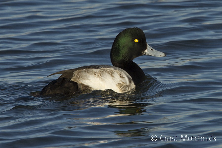 Greater Scaup - ML82759301