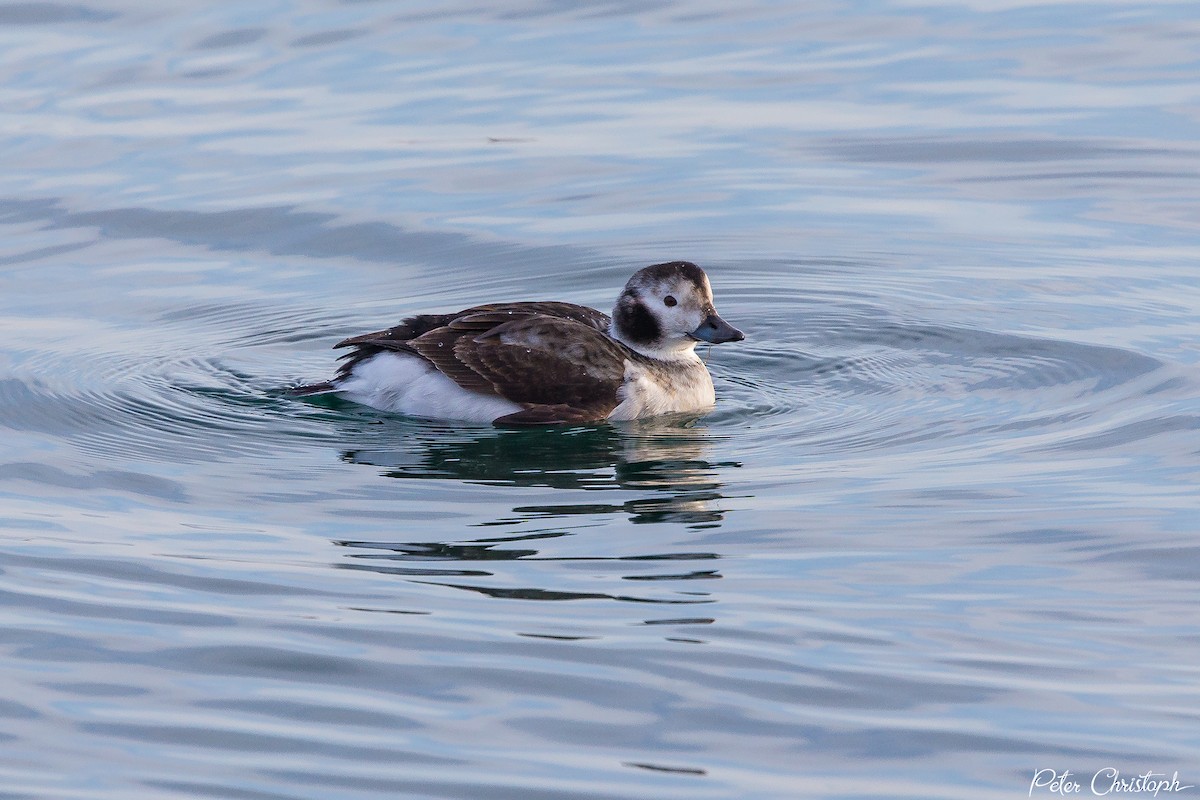 Long-tailed Duck - ML82762091
