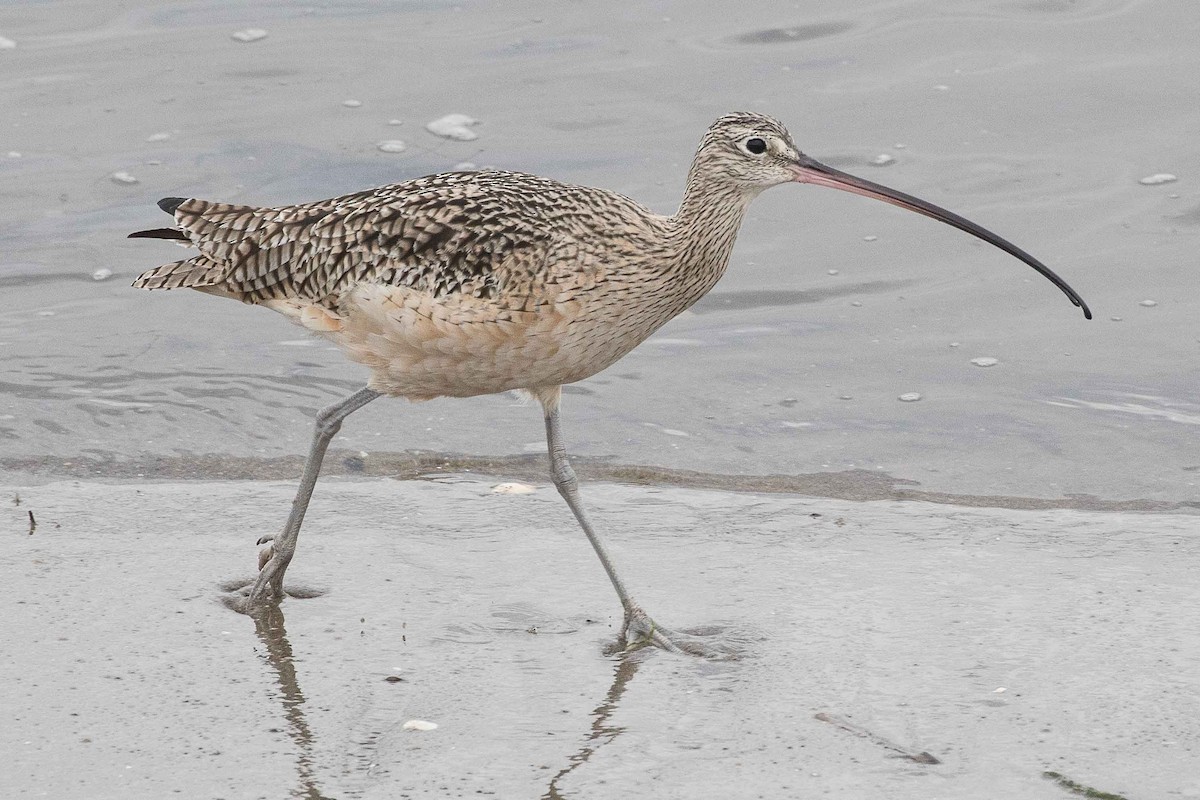 Long-billed Curlew - ML82762241
