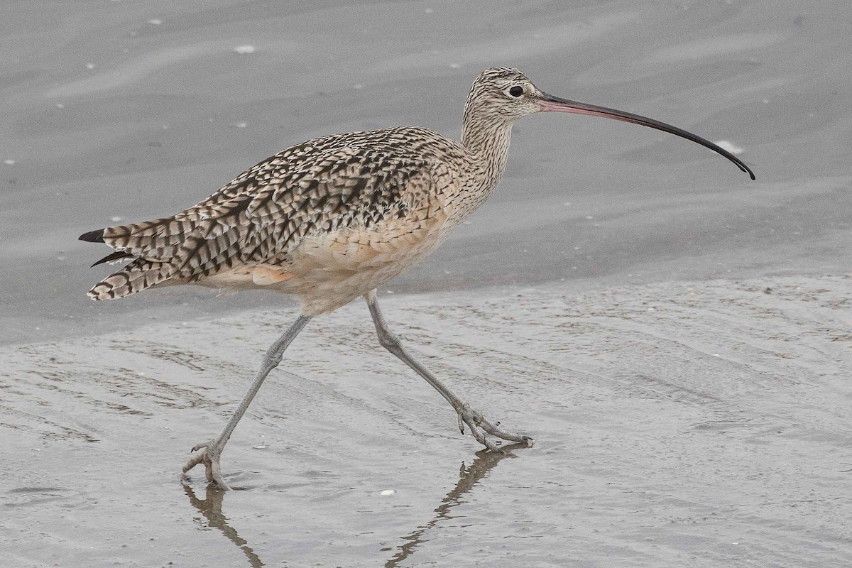 Long-billed Curlew - ML82762351