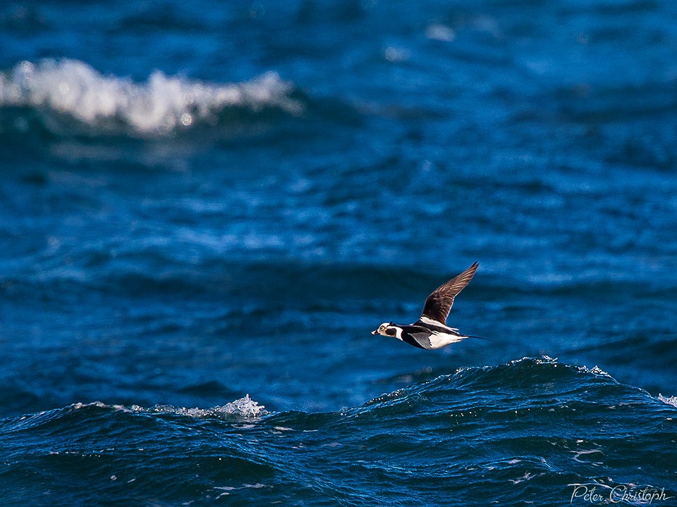 Long-tailed Duck - ML82764011
