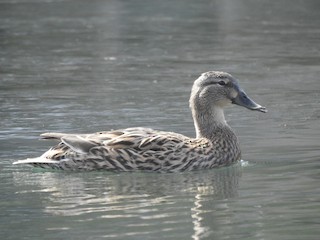 Blue-winged Teal, ML82764751
