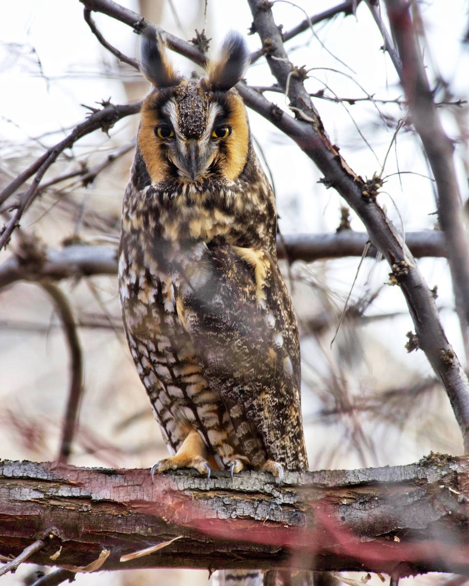 Long-eared Owl - ML82765031