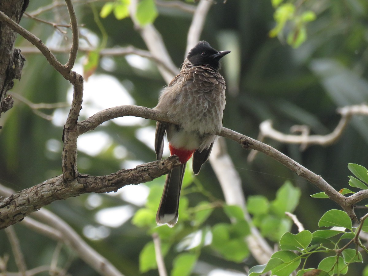 Red-vented Bulbul - ML82766191