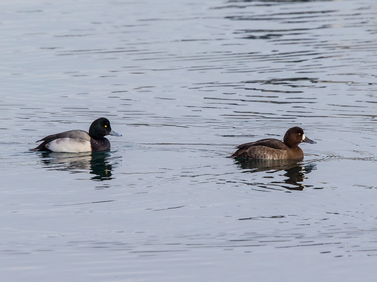 Greater Scaup - Anonymous