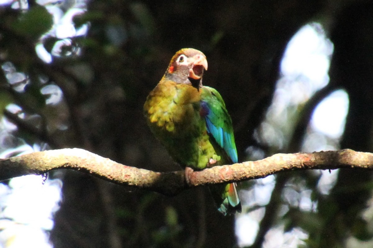 Brown-hooded Parrot - Kelly Siderio
