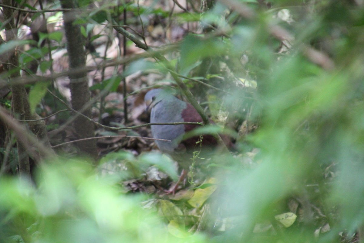 Buff-fronted Quail-Dove - ML82771001