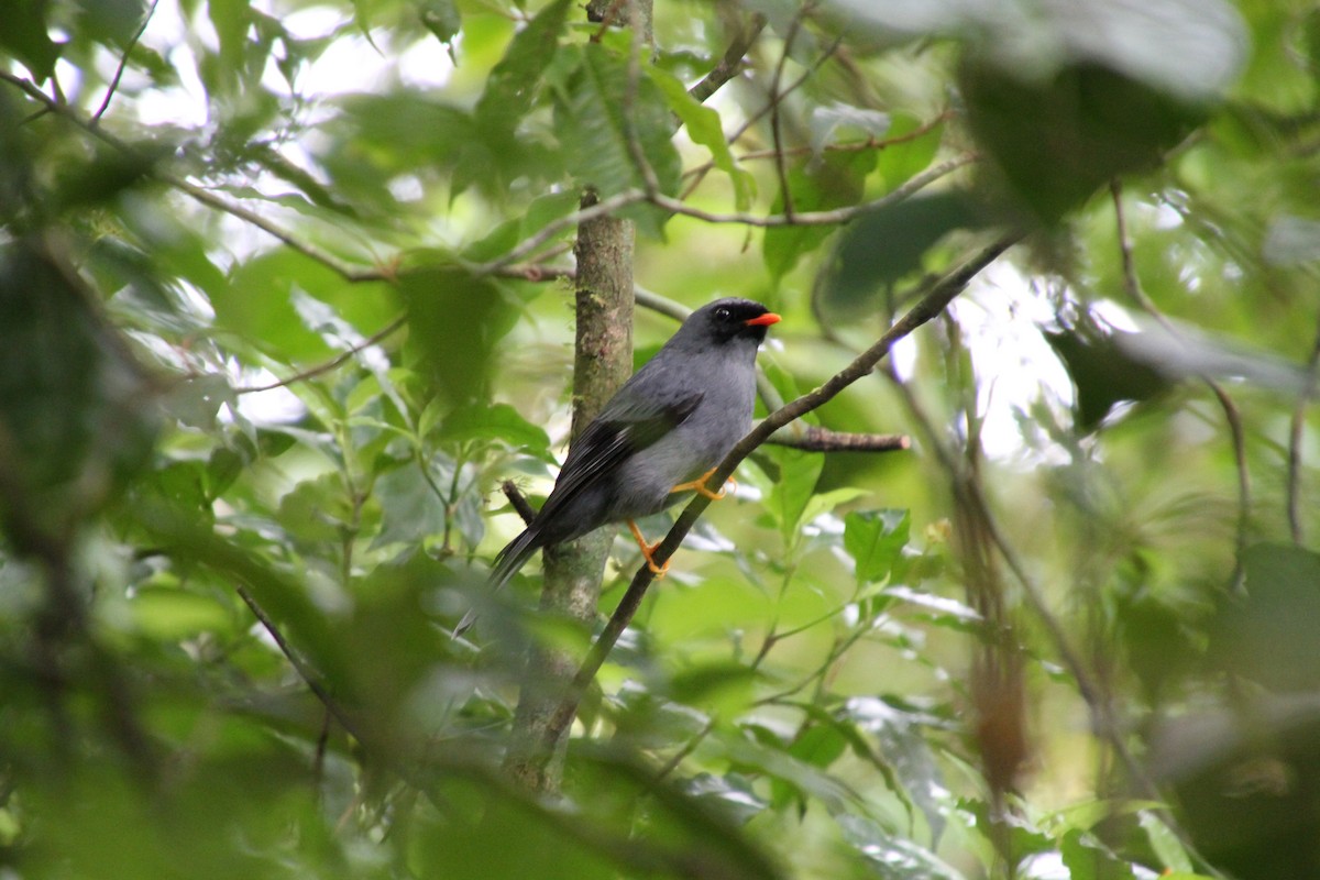 Black-faced Solitaire - ML82771021